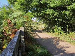 Foot Paths Prints: Fence and path at edge of heathland and woodland habitat
