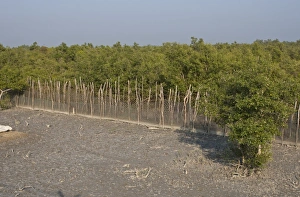 : Fence to protect villagers from man-eating tigers