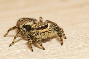 Fencepost Jumping Spider (Marpissa muscosa) adult, on bare wood of birdwatching hide, Rye Meads RSPB Reserve