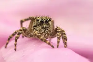 Spider Prints: Fencepost Jumping Spider (Sitticus pubescens) adult