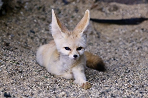 Nocturnal Prints: Fennec Fox (Vulpes zerda) adult, resting (captive)