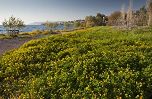 Lesbos Prints: Fenugreek (Trigonella balansae) flowering mass
