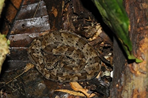 Fer-de-lance (Bothrops asper) young, coiled amongst leaf litter on forest floor, Yasuni N. P. Amazon, Ecuador