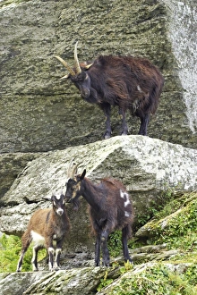 Kids Prints: Feral Goat (Capra hircus) adults and young