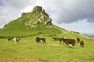 Moor Land Prints: Feral Goat (Capra hircus) herd