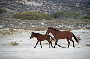 Equids Prints: Feral Horse, mare and foal, trotting on beach