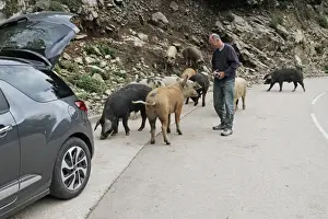 Cars Prints: Feral Pig, adults, herd standing on mountain road with tourist and car