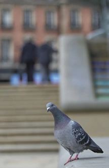 Feral Prints: Feral Pigeon (Columba livia) adult