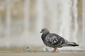 Feral Pigeon (Columba livia) adult, bathing in city centre fountain, Sheffield, South Yorkshire, England, december