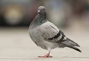 Feral Pigeon (Columba livia) adult, standing on pavement in city, Sheffield, South Yorkshire, England, october