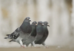 Feral Prints: Feral Pigeon (Columba livia) four adults