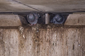 Feral Pigeon (Columba livia) two adults, nesting under bridge, Regents Canal, Islington, Inner London, England, March