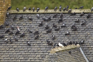 Feral Pigeon (Columba livia) flock, standing on slate roof of disused building, Berwickshire, Scottish Borders