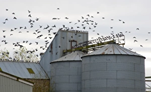 Perth And Kinross Prints: Feral Pigeon (Columba livia) flock