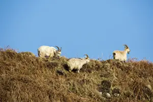 Flock Prints: Feral white goats feeding on bracken covered hill side, Isle of Jura, Scotland
