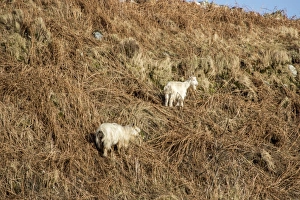 Flock Prints: Feral white goats feeding on bracken on Isle of Jura