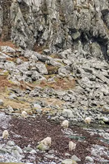 Feral white goats feeding on sea weed on stone beach Isle of Jura, Scotland