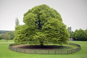 Estates Prints: Fern-leafed Beech (Fagus sylvatica) Heterophylla