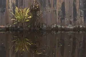 Pteridophytes Prints: Fern (Pteridophyta sp. ) growing on rusty metal sheets on canal side