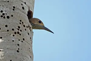 Entrances Prints: Fernandinas Flicker (Colaptes fernandinae) adult female