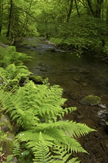 Fern Prints: Ferns growing beside river in woodland habitat
