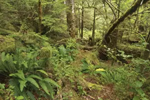 Rainforest Prints: Ferns and moss covered trees in temperate coastal rainforest habitat