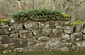 Fern Prints: Ferns and mosses growing on ancient granite wall