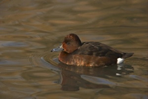 Pochard Prints: Ferruginous Duck (Aythya nyroca) adult female, swimming, Slimbridge W. W. T. (captive)