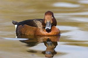 Ferruginous Duck (Aythya nyroca) adult male, swimming, spring (captive)