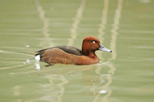 Ferruginous Duck (Aythya nyroca) adult male, swimming, Italy, january