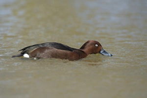 Ferruginous Duck (Aythya nyroca) adult male, filter feeding from surface of river (captive)
