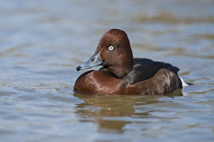 Ferruginous Duck (Aythya nyroca) adult male, swimming on river (captive)