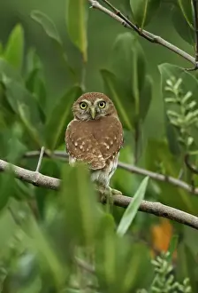 Ferruginous Pygmy-owl (Glaucidium brasilianum ridgwayi) adult, perched on branch, Santa Clara, Panama, October