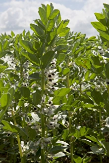 Blue Prints: Field Bean, Vicia faba, crop in flower, West Berkshire, England, June