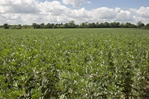 Field Bean, Vicia faba, crop in flower, West Berkshire, England, June