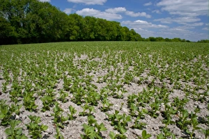 Seedling Prints: Field Bean (Vicia faba) young crop, growing in field, Sussex, England, may