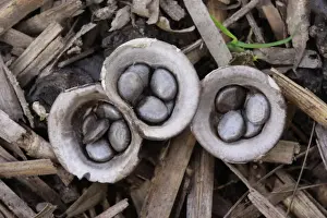 Field Birds Nest Fungus (Crucibulum laeve) fruiting bodies, splash cups with peridiole spore capsules