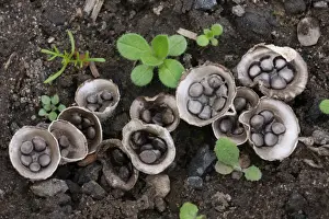Field Birds Nest Fungus (Crucibulum laeve) fruiting bodies, splash cups with peridiole spore capsules