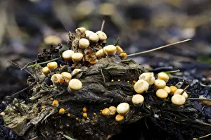 Field Birds Nest Fungus (Crucibulum laeve) fruiting bodies, growing on decaying wood, Sir Harold Hillier Gardens