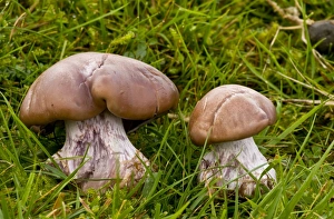 Somerset Prints: Field Blewit (Lepista saeva) fruiting bodies