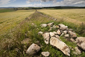 Stones Prints: Field boundry wildlife strip with stones