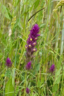 Corn Fields Prints: Field Cow-wheat (Melampyrum arvense) flowering