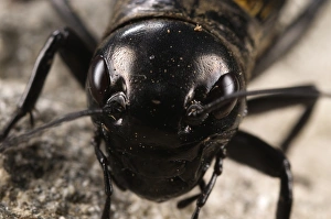 Cricket Prints: Field Cricket (Gryllus campestris) adult male