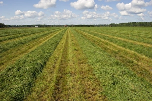 Cultivate Prints: Field with cut grass for silage, Sweden, july