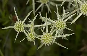 Apiaceae Prints: Field Eryngo (Eryngium campestre) close-up of flowers, France, August