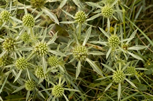 Apiaceae Prints: Field Eryngo (Eryngium campestre) flowering, August