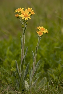 Calcicole Prints: Field Fleawort (Tephroseris integrifolia ssp)