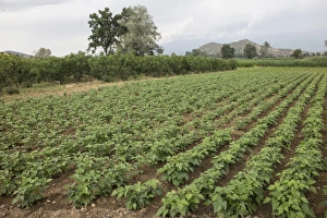 Growing Prints: Field of French Beans - Bulgaria