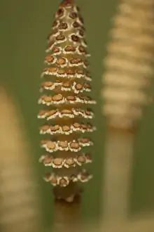Cone Prints: Field Horsetail (Equisetum arvense) close-up of fertile cones