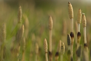 Field Horsetail (Equisetum arvense) fertile cones, with Cranefly (Tipula sp. ), Sheffield, South Yorkshire, England, may